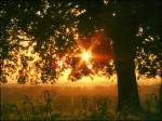 sunrise with tree